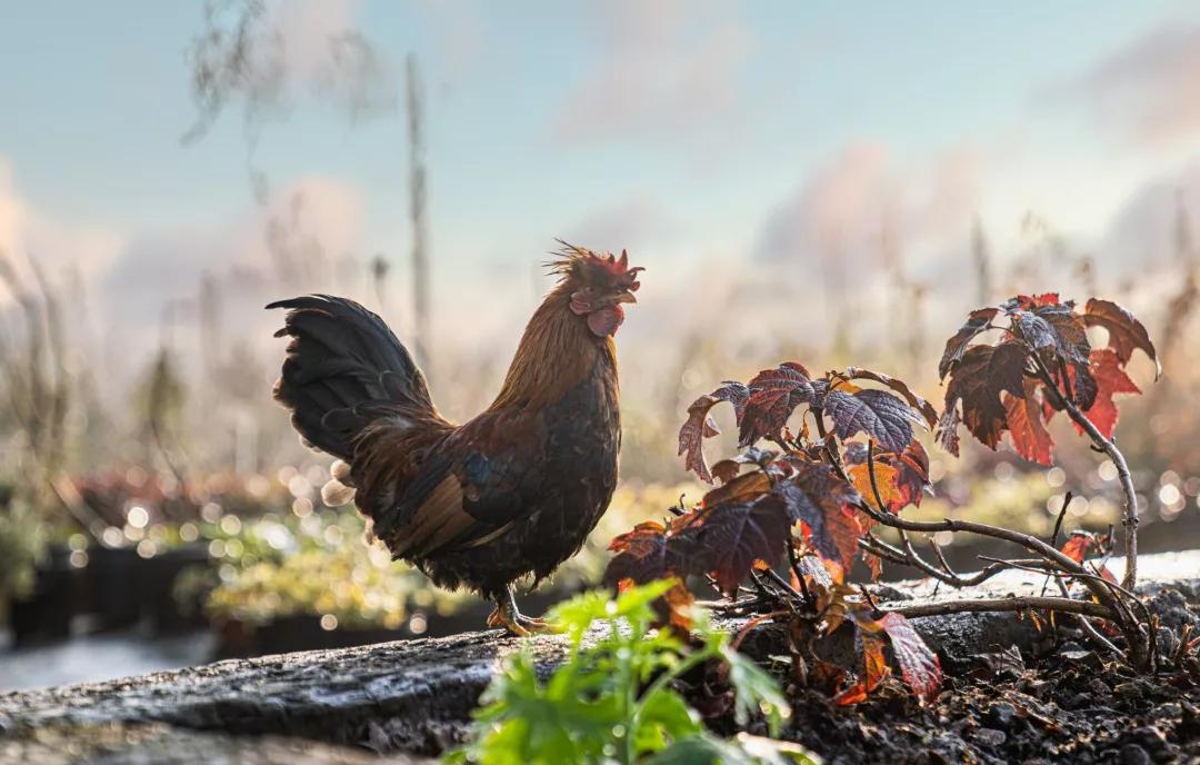 建一座完全不打药的生态花园,所有生命在这里和谐共处,值得收藏