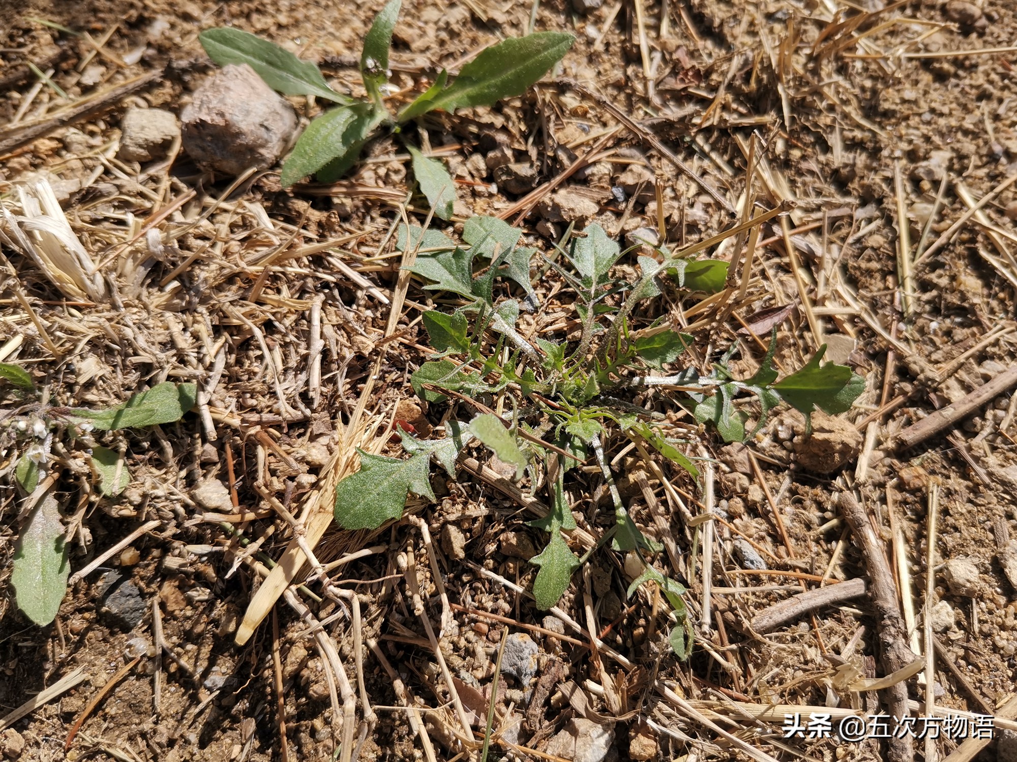 什么是荠菜荠菜长什么样,荠菜属于什么目