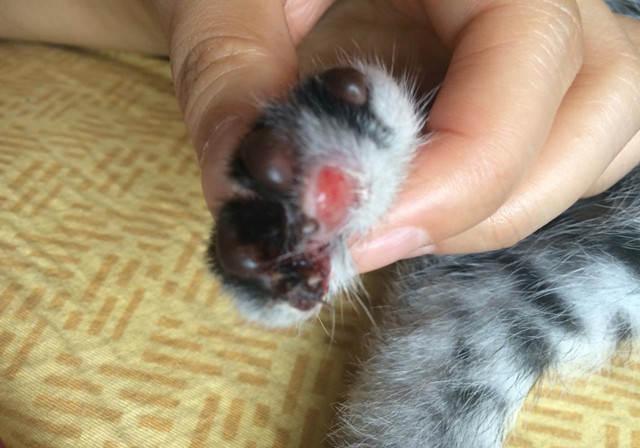 猫咪哪些情况需要去医院,猫咪有外伤用什么消炎