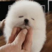 怎么才算纯种泰迪狗呢图片,纯种狗和非纯种狗的区别哪个好