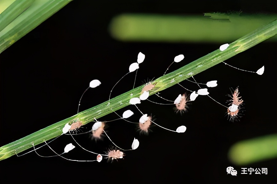 夏播玉米虫害图片大全,玉米虫害图谱高清大图