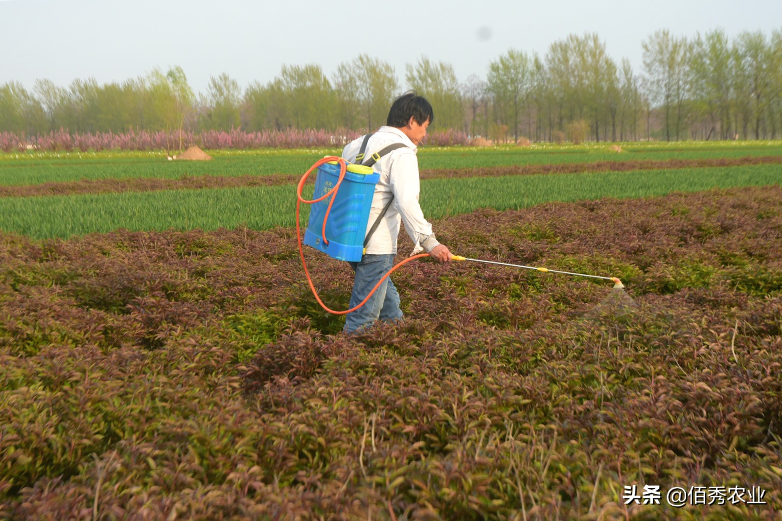 专治地下害虫蛴螬的农药,草坪蛴螬的防治用什么农药