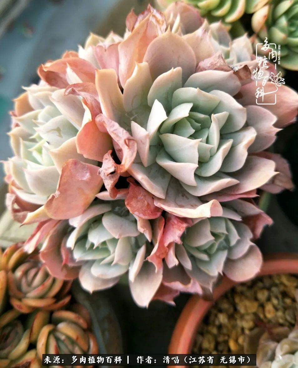 多肉植物百科好看又好养的多肉,喜欢多肉的朋友欢迎光临多肉园艺