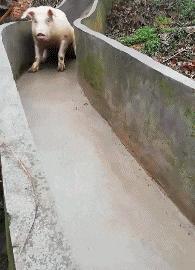 《青蛇劫起》用力过猛，扯到了胯