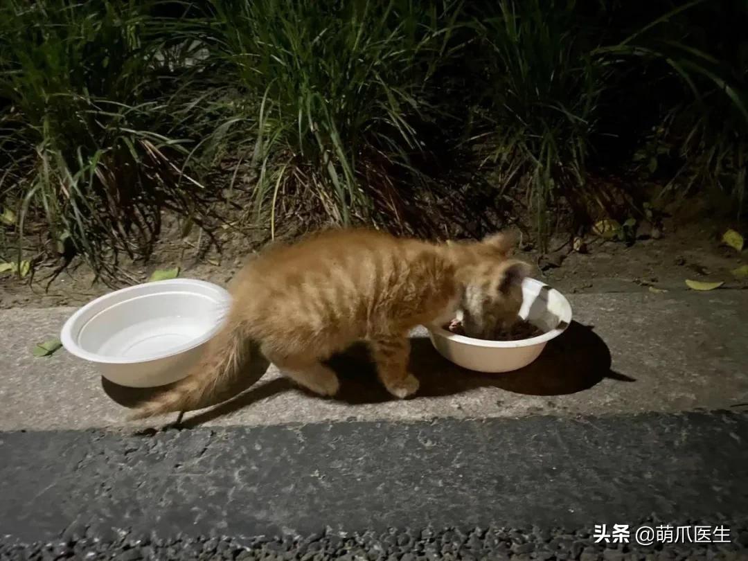 双目失明的猫怎么养,双目失明的猫有哪些