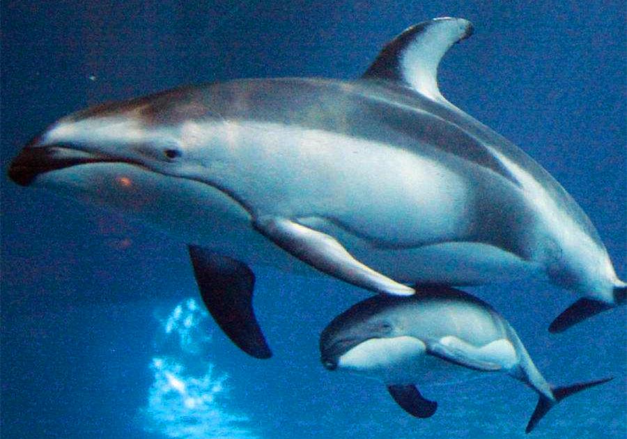 鲸鱼养育幼崽的方式是什么,鲸鱼如何哺育自己的孩子