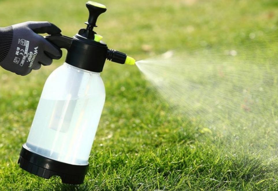 梅雨季节月季怎样抗黑斑病,夏天雨季月季黑斑病很严重怎么办