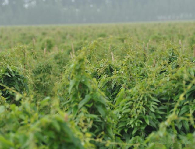 山药打孔种植方法和技术,管道无土栽培山药种植方法