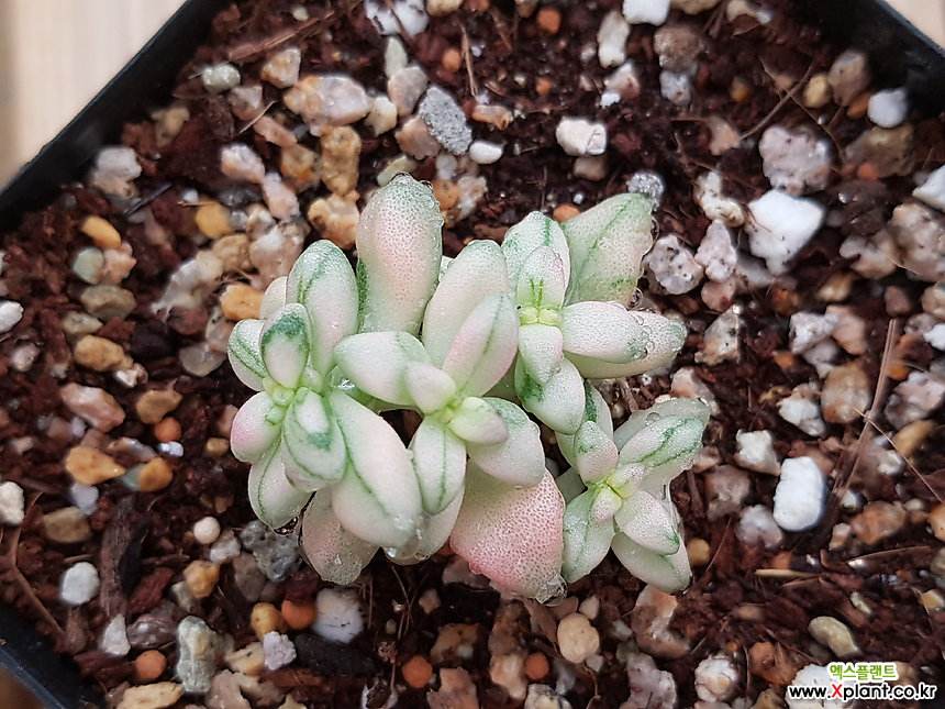 1000种多肉植物图鉴大全大图,景天科1000种多肉植物图鉴