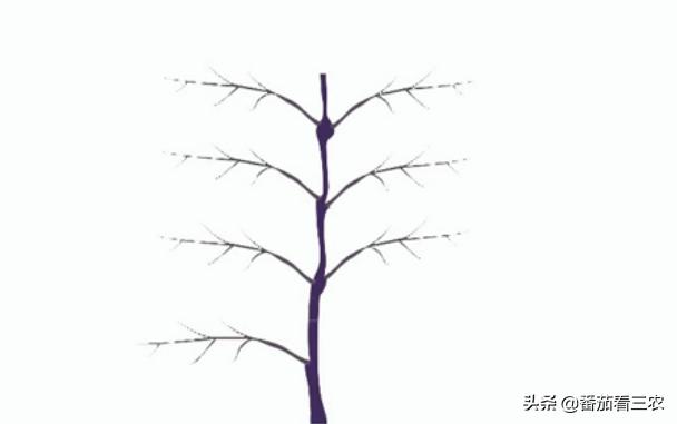 茄子僵果和畸形果是怎么造成的,茄子裂果是怎么回事该如何防治