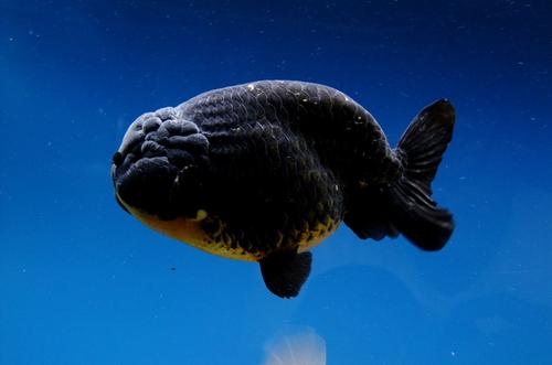 小金鱼缸怎么养金鱼,蝶尾金鱼好养还是龙睛金鱼好养活