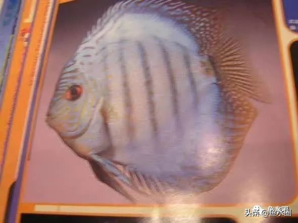 七彩神仙品系图谱,七彩神仙全系品种介绍