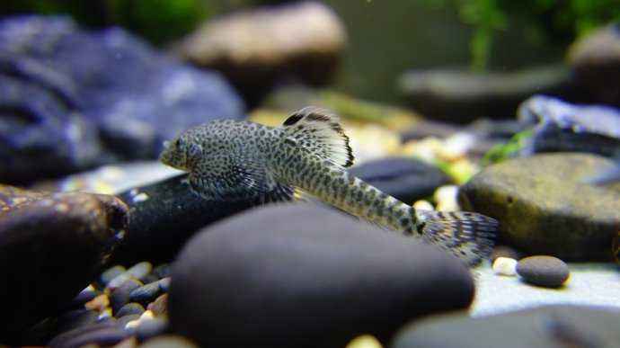 原生缸吸鳅推荐,鳅鱼能养在鱼缸里吗