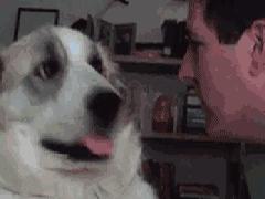 绝育狗狗多少钱,狗狗拆蛋做绝育