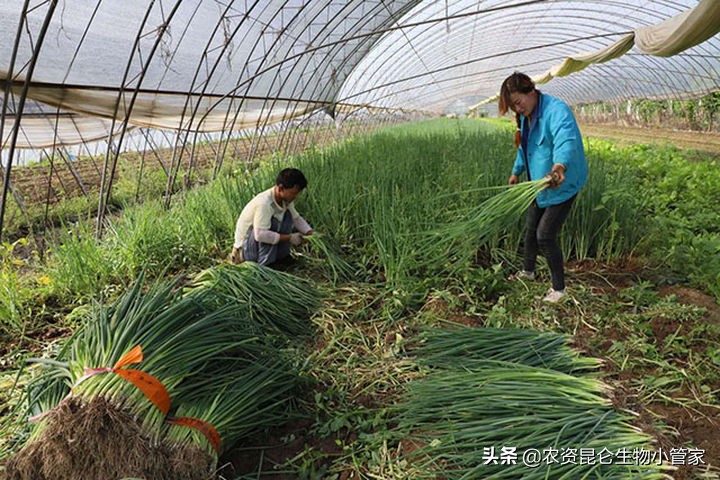 大葱烂叶病怎么治,大葱根腐病防治的最佳方法