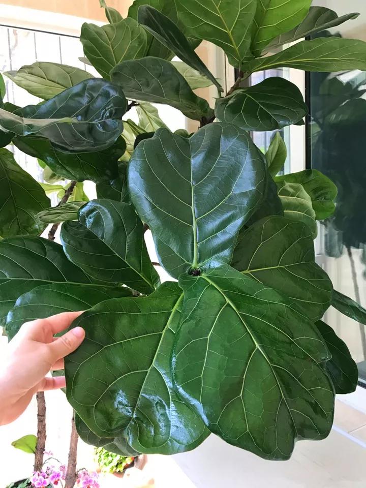 花卉叶子喷什么水好,什么溶液喷花卉叶子最好