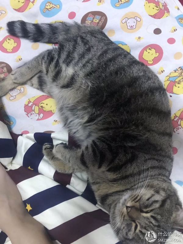 戴森买v7还是v8怎么选,双11戴森吸尘器价格