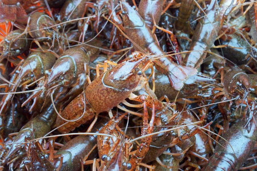 淡水虾养殖需要多长时间,淡水虾养殖在怎样条件下