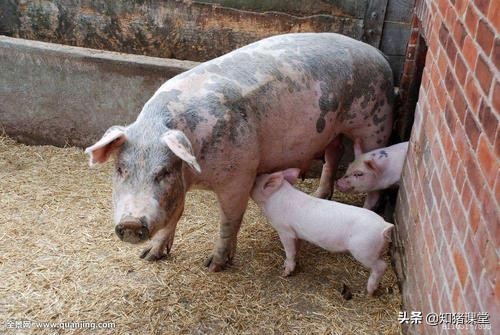 葡萄糖在养猪中的功效与作用,猪场用的葡萄糖是人用的吗