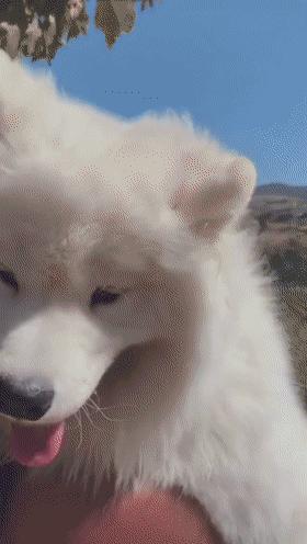 冬天德牧毛发变长,冬季养什么狗好看又好养