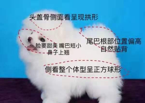 适合学生养的狗狗博美,博美十大最适合懒人养的狗排名