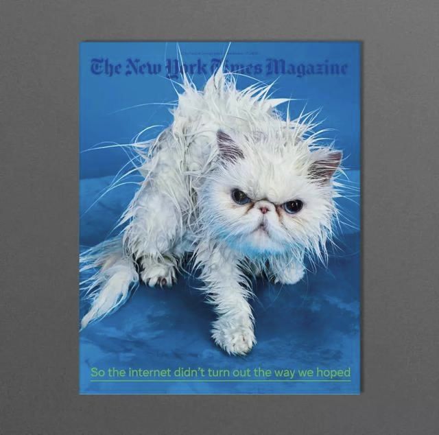 给猫咪洗澡的7个小技巧(适合新家长学习)