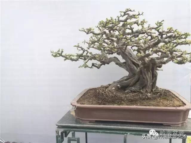 大树型雀梅造型,雀梅盆景怎么养才能爆盆