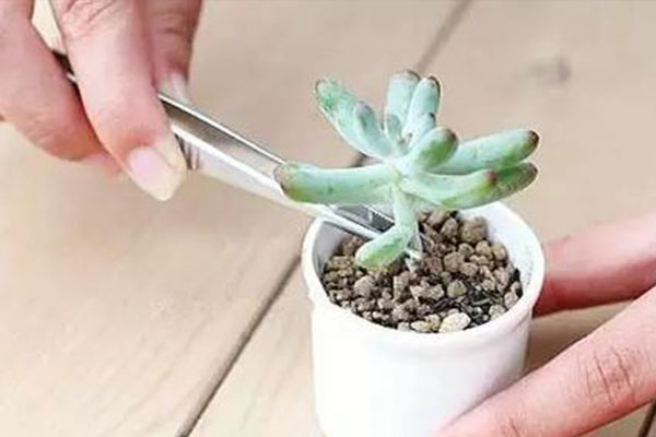 多肉砍头发芽后怎么养护,碧桃多肉砍头扦插可以带着枝条吗