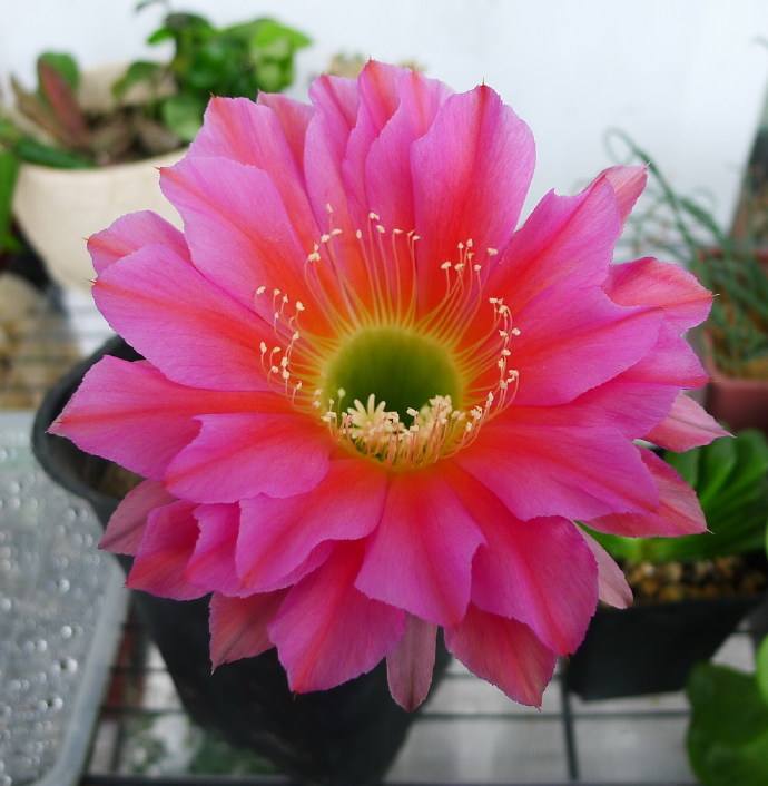 148个仙人球品种大全,100个仙人球品种