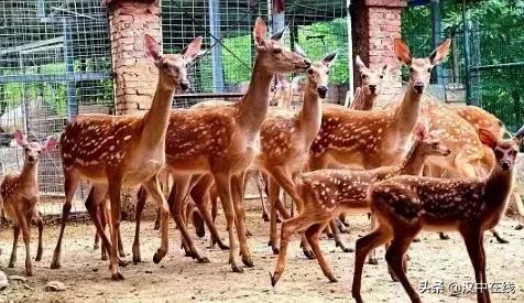 陕西汉中市宁强县能不能养梅花鹿,汉中梅花鹿基地