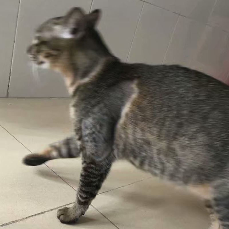 教你如何治猫癣,治疗猫癣的最有效办法