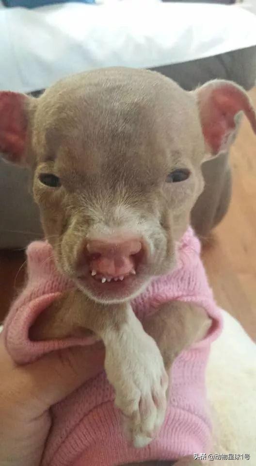 唇腭裂的小狗,唇裂小狗修复了可以养活吗