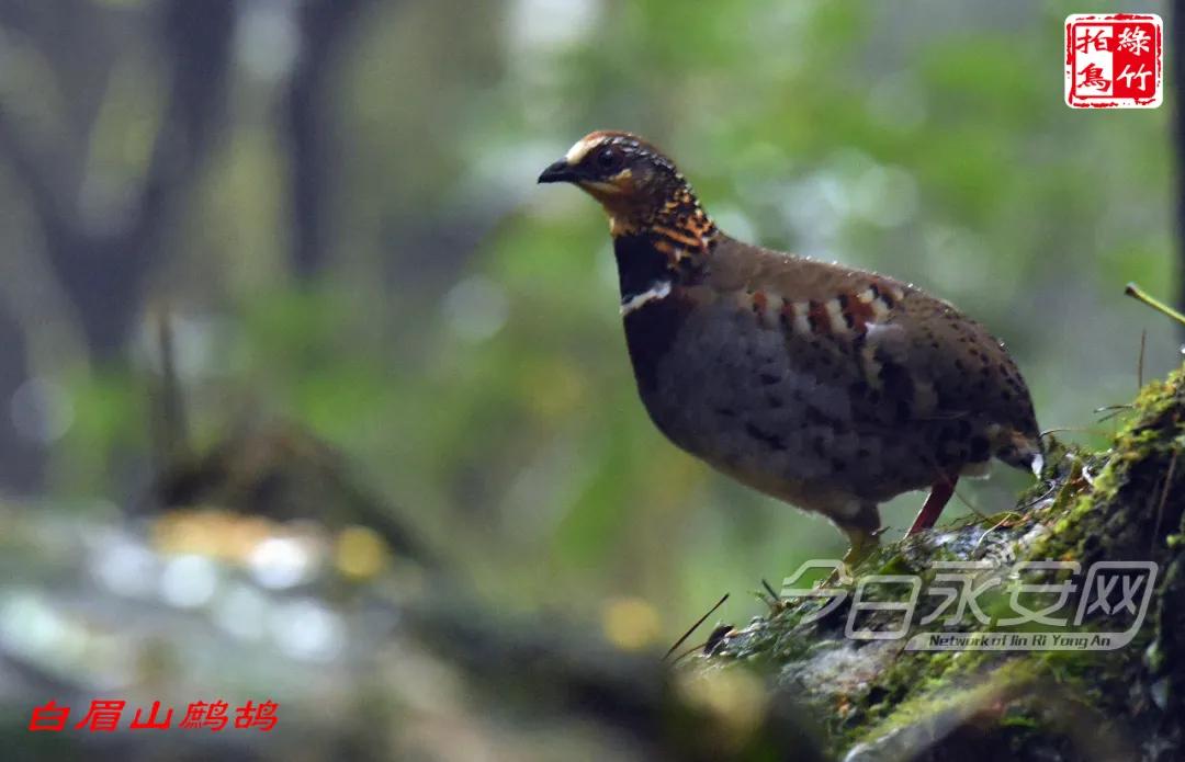 中国绿都最氧三明泰宁丹霞,中国绿都泰宁最氧三明