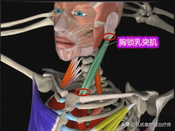 为什么颈肩部肌肉酸痛,肩颈疼痛严重解决最好办法