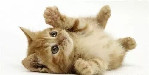 猫咪打滚=发情？又涨知识了