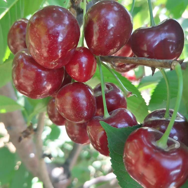 今年樱桃新品种有哪些,樱桃种植最新品种有哪些