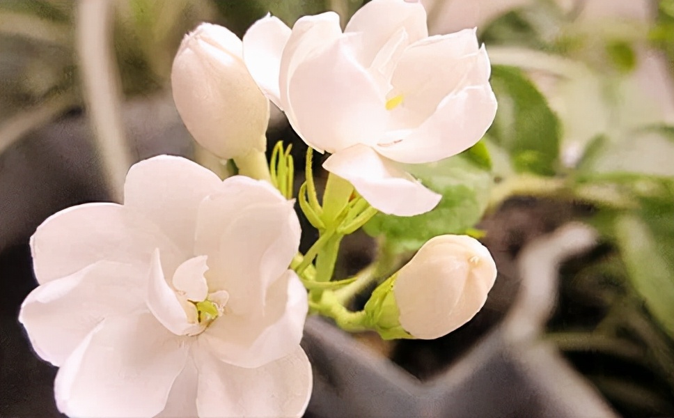 适合吸甲醛的盆栽花有哪些,吸甲醛最好的10种无毒花