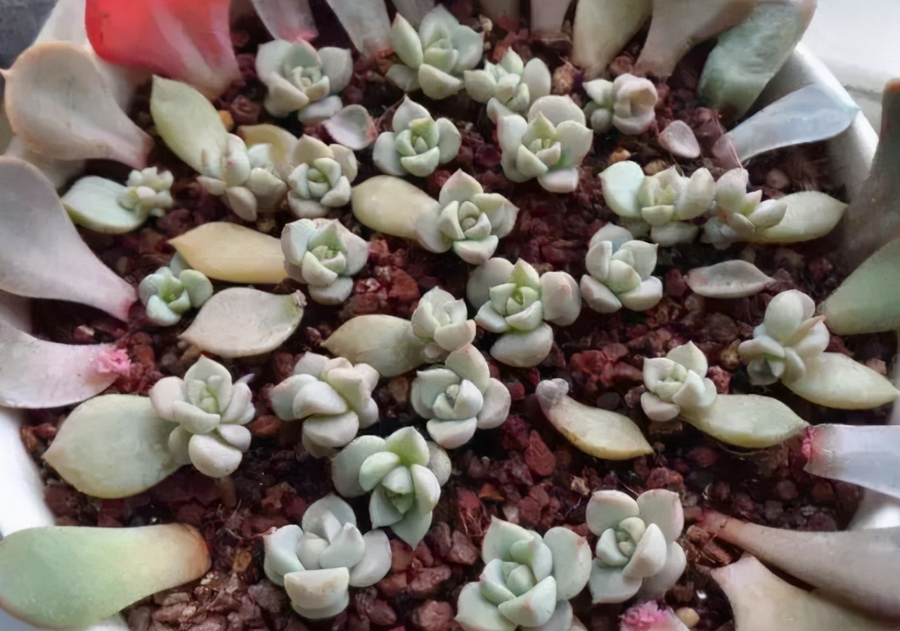 超全多肉术语42种多肉入门术语图文详解让你一文搞懂多肉术语