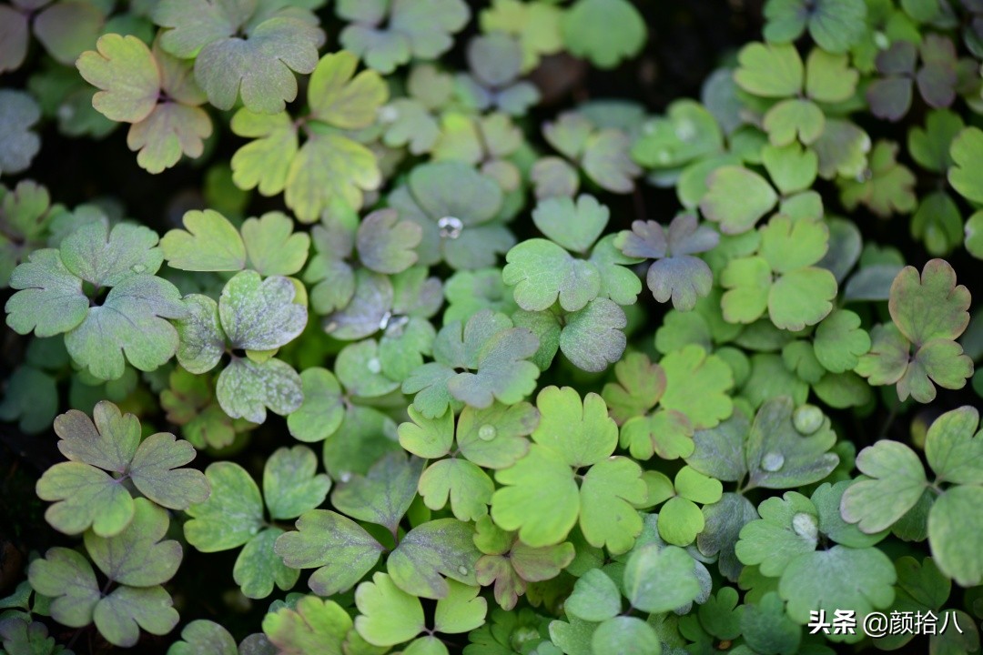 零下9度来袭，花园里的绿色是那么动人|园丁