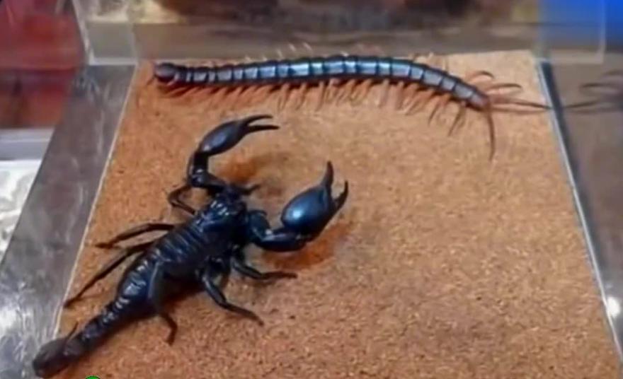 五毒之一的蜈蚣为什么怕公鸡,为什么五毒之一的蜈蚣会害怕公鸡