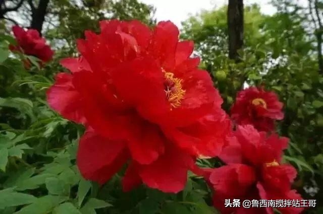 牡丹十大品种九大花系,牡丹进口品种图片及名称