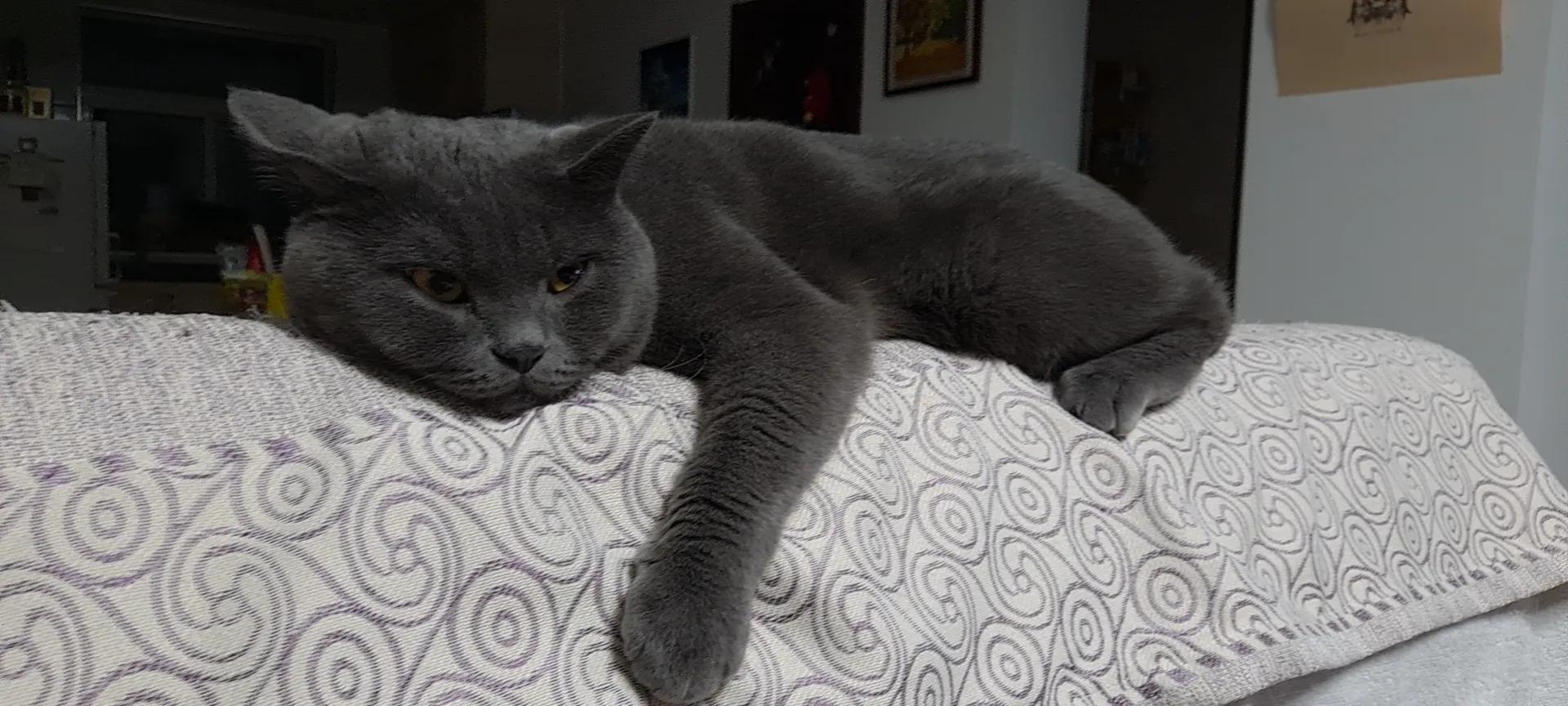 三只小猫的故事,三只小猫的故事感想