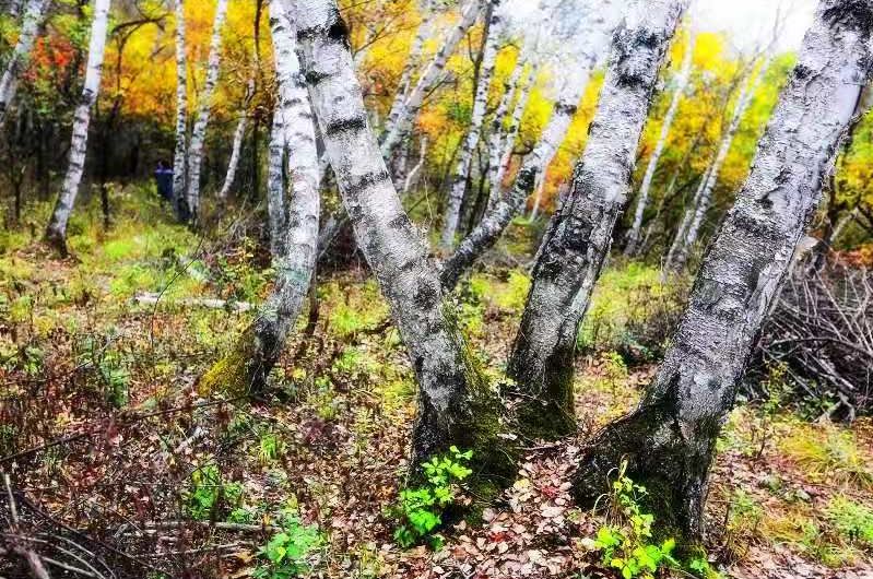 延安黄陵：醉美金秋仙遇黄陵