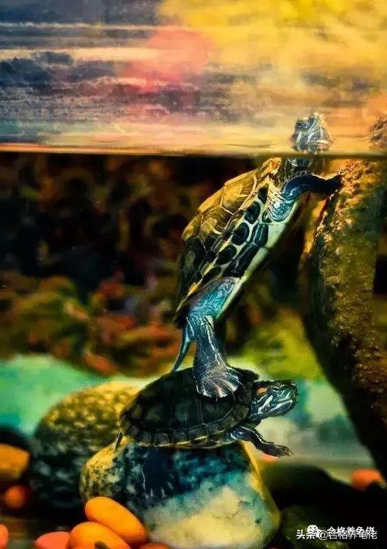 龟溺水死亡表现,龟溺水后实行怎样的抢救措施