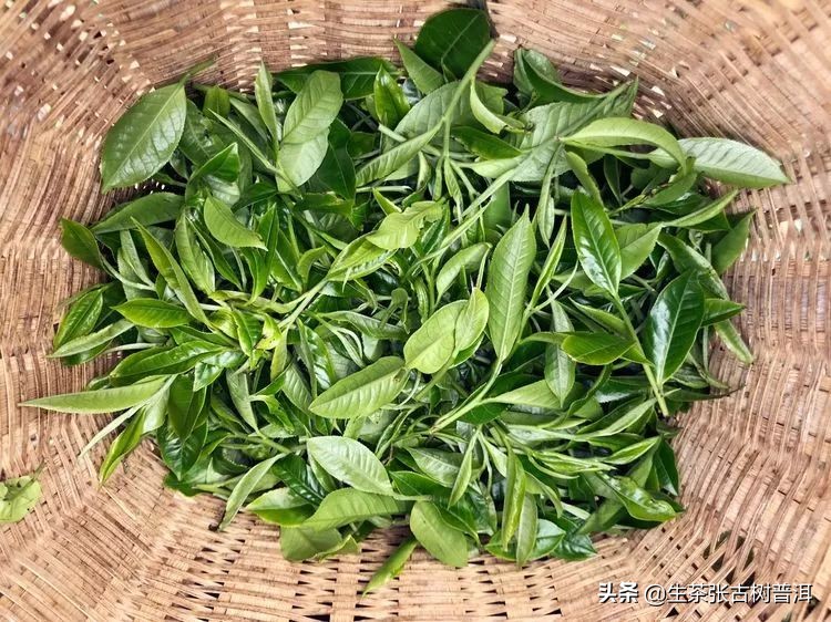 如何品普洱茶,如何品普洱茶熟普