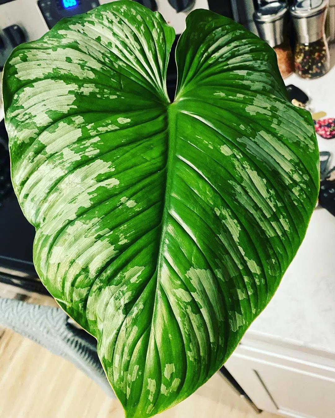 10片叶子的绿植,室内绿植盆栽一元