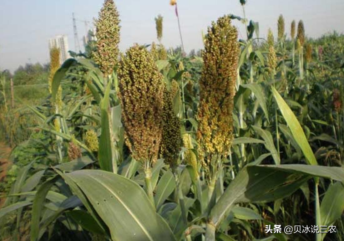 高粱栽培技术，关于播种前的种子处理，以及适时的播种知识