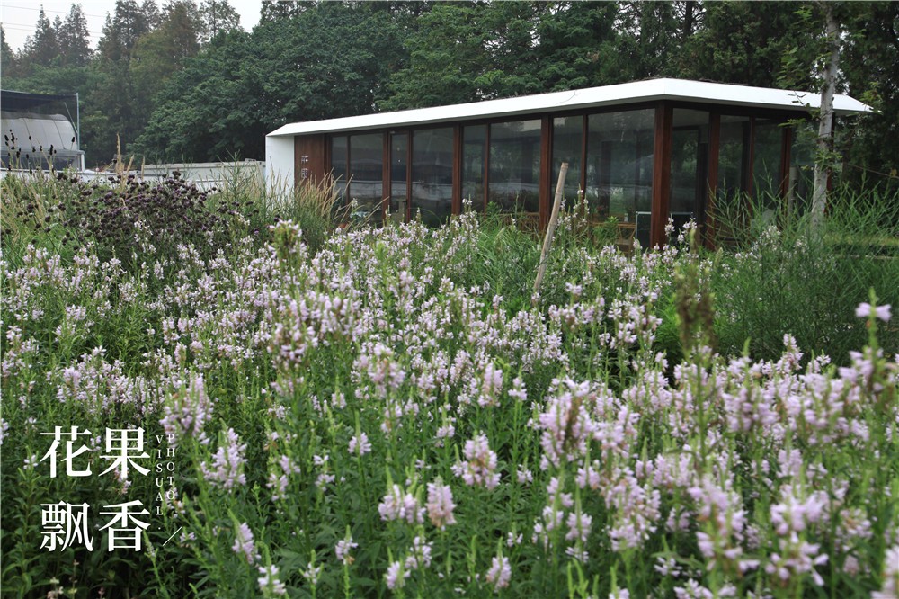 卖文化，卖创意，这家以柑橘为主题的农场好不正经