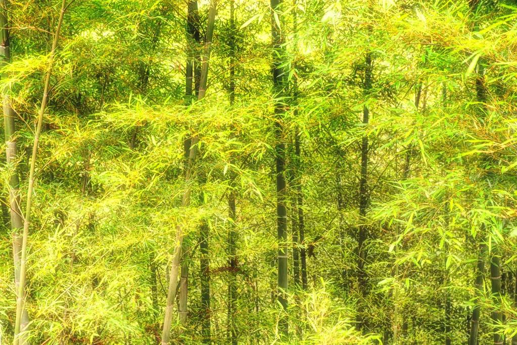 十首写竹古诗竹子的品质,关于竹子节节上进的诗句