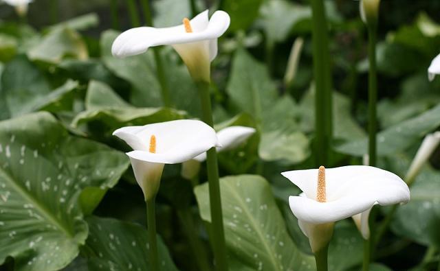 马蹄莲的养殖方法及注意事项,马蹄莲的养殖方法和注意事项详解